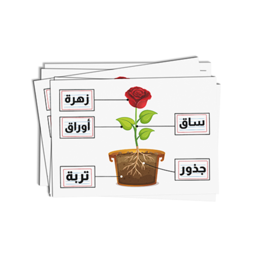 Plant Parts Arabic